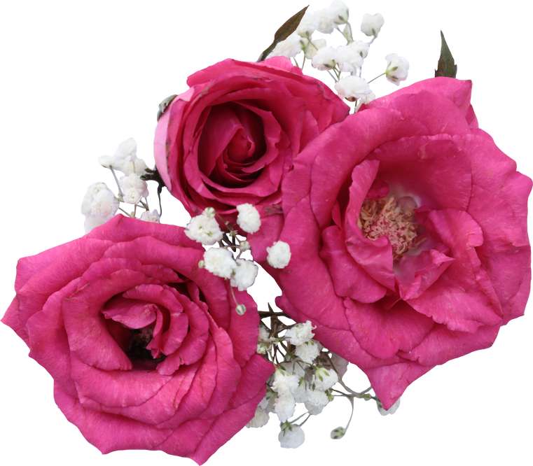 Pink Roses and Baby's Breath